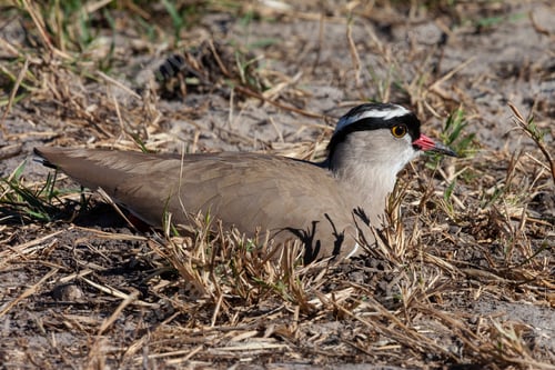 Preview: Crowned Lapwing - Botswana - Africa