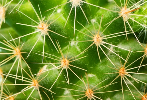 Preview: Macro texture of a green cactus. Close-up. The cactus plant and its prickly needles.