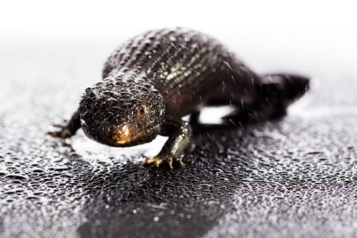 Preview: Black blue tongued lizard in wet dark shiny environement