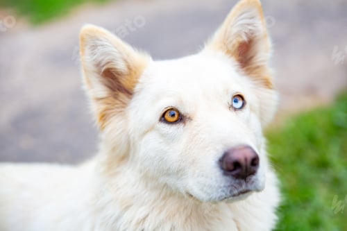 Preview: Close-up portrait of a white dog with heterochromia looking at the camera.