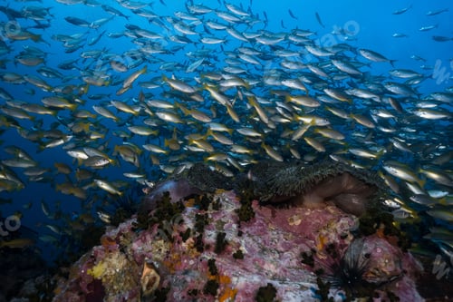 Preview: Huge group of anchovy fishes swimming in deep blue sea covered with coral reefs