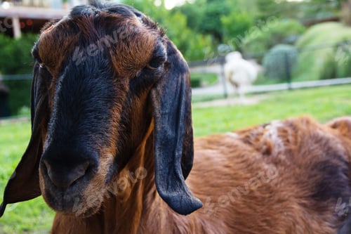 Preview: Portrait of a goat in the farm