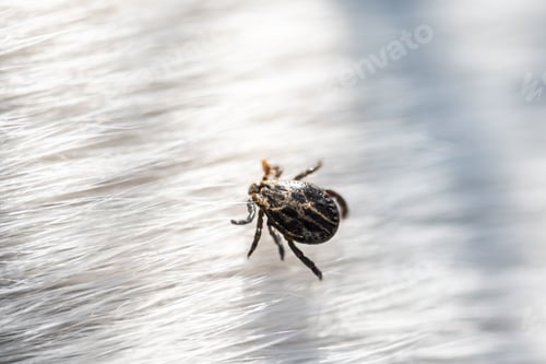 Preview: Small tick mite arachnid parasite insect on white dog hair