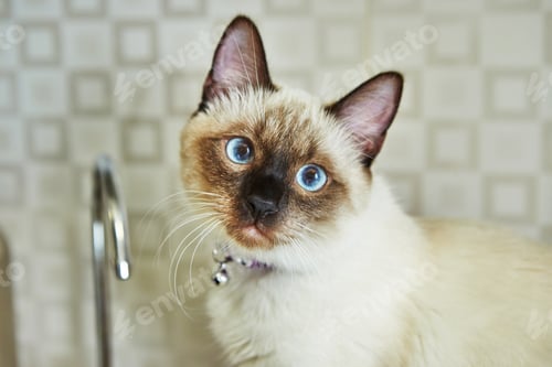 Preview: Portrait of a cute Siamese kitten with blue eyes