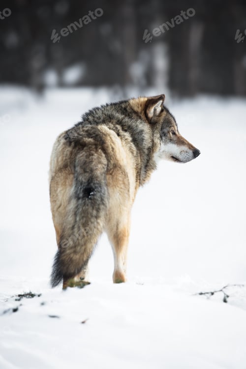 Preview: One Wolf in the forest