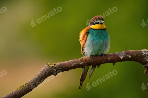 Preview: European Bee-Eater - Merops Apiaster on a branch , exotic colorful migratory bird