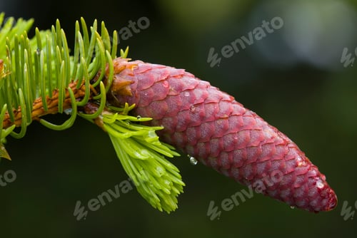 Preview: Red Spruce Pinecone