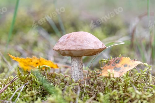 Preview: Boletus mushroom growing in moss in the forest. Beautiful autumn season. Edible leccinum mushroom.