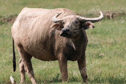 Preview: Thai buffalo grazing on green pasture in rural countryside, showcasing traditional livestock