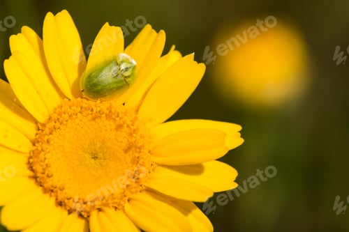 Preview: Green tortoise beetle on yellow daisy.
