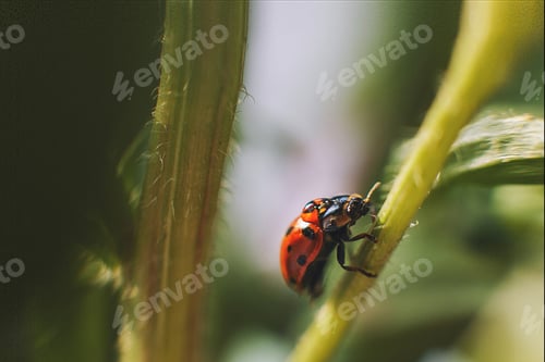 Preview: ladybug on leaf close up on green background