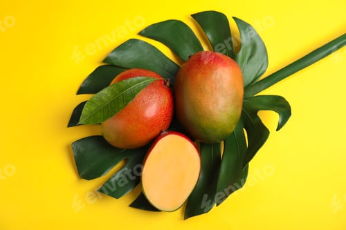 Preview: Flat lay composition with ripe mangoes and monstera leaf on color background