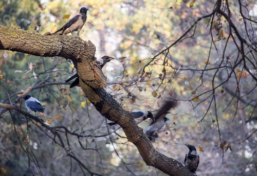 Preview: Hooded crow birds on a tree branch