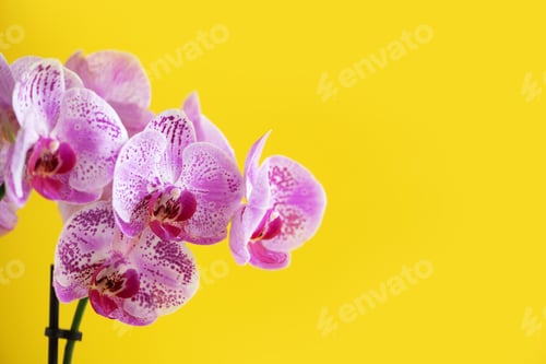 Preview: Branch of violet orchid on bright yellow background. Banner with copy space. Spring, woman day