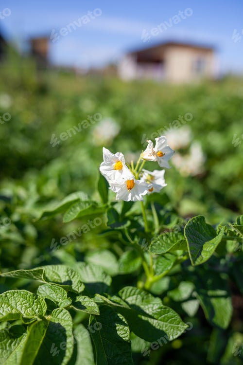 Preview: Flowering potato. Potato flowers blossom in sunlight grow in plant.