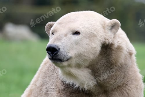 Preview: close view of a polar bear on blurred background