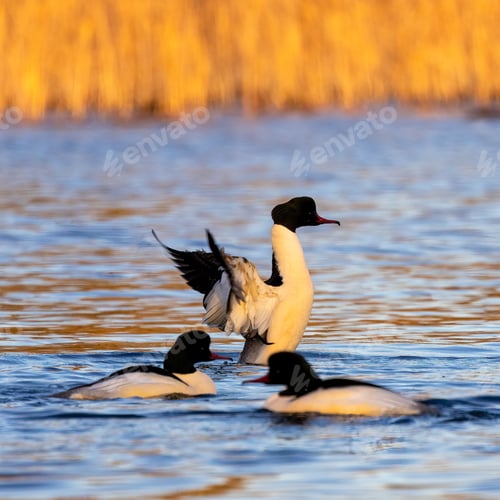 Preview: Great merganser gliding gracefully across the water's surface