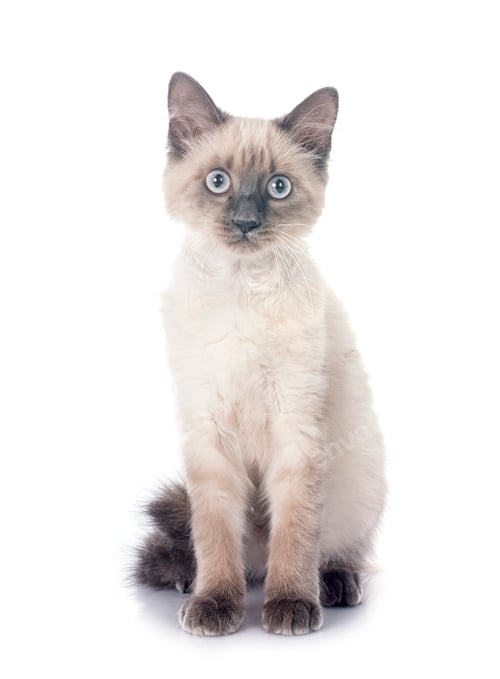 Preview: siamese kitten in studio