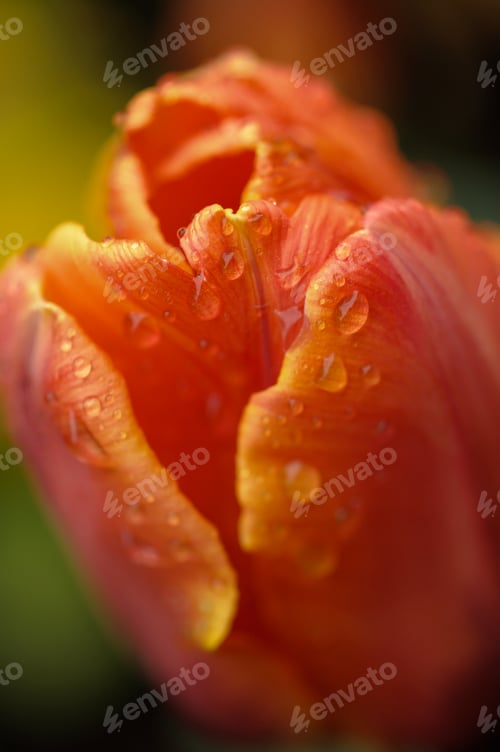 Preview: Tulip Flower Closeup