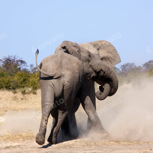 Preview: African Elephants Fighting - Botswana