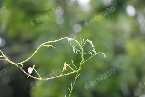 Preview: Closeup shot of blooming Thale cress plant