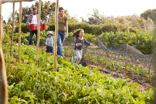Preview: Family Harvesting Produce From Allotment Together