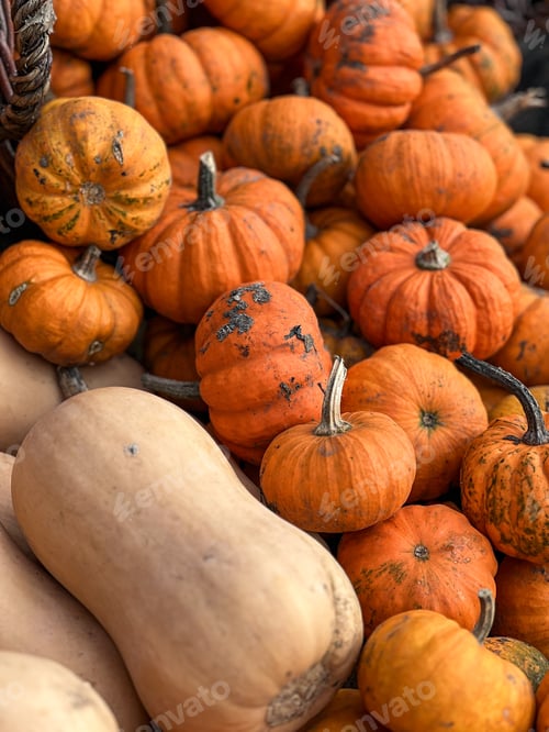 Preview: Variety of pumpkins