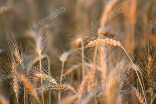 Preview: Close-up of warm colored golden yellow ripe focused wheat heads on sunny summer day on soft blurred