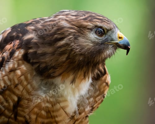 Preview: Red-shouldered Hawk