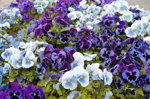 Preview: Pansies