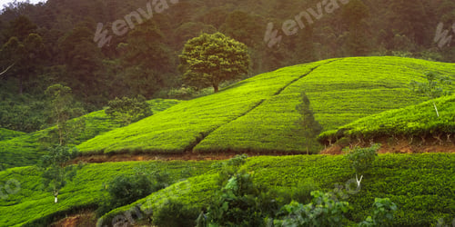 Vista previa: Fondo de naturaleza de plantación de té a la luz de