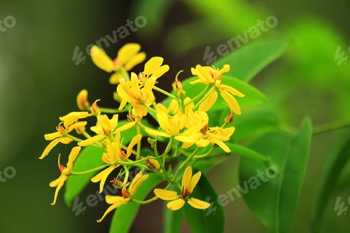 Preview: Kalamona, Senna surattensis, flowers are yellow.