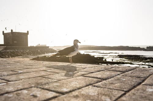Preview: Seagull birds at a fort castle tower in Essaouira