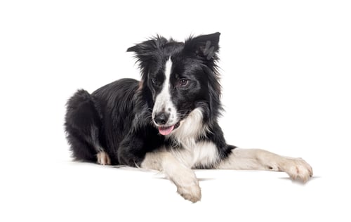 Preview: Young Black and white Border collie lying down looking down with paws on empty place for text