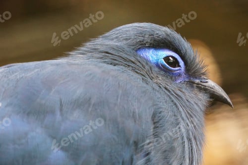 Preview: Closeup shot of a bright blue coua bird, endemic to Madagascar island, in the daylight