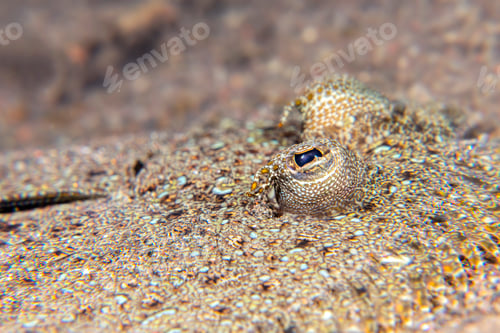 Preview: Close up of a flounder eye