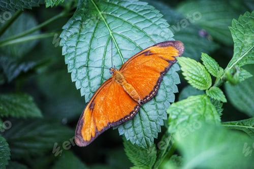 Preview: Butterfly close up