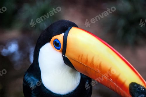 Preview: toucan, bird, colours, tropics