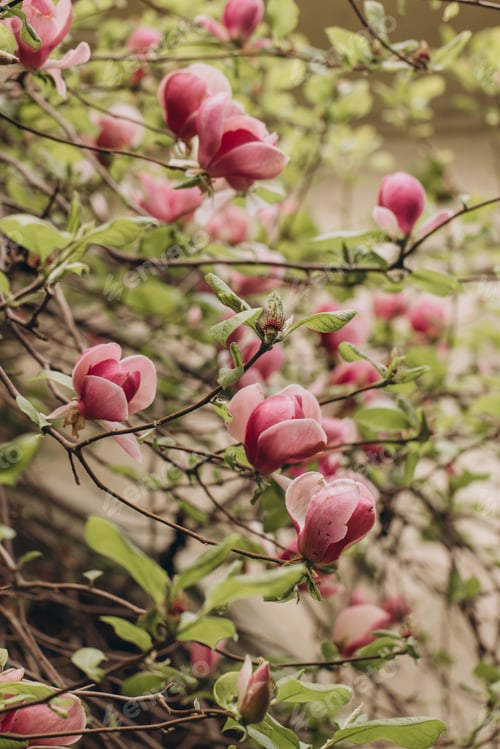 Preview: Pink magnolia flowers blooming on tree branches in spring