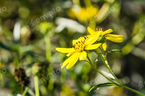 Preview: Marsh Gumplant (Grindelia stricta) flowering, California