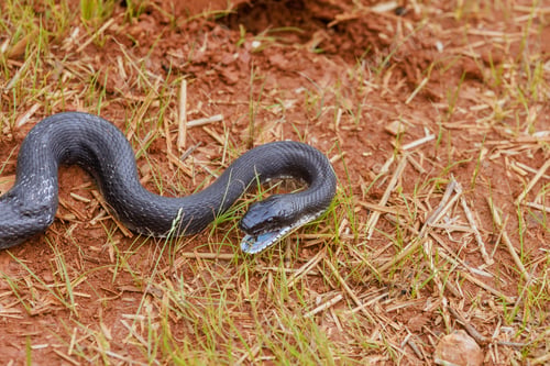 Preview: Black eastern ratsnake, native to South Carolina, thrived during summer months