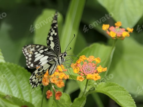 Preview: Close-up of a black and white butterfly perched on a vibrant orange and pink flower