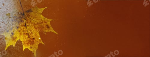 Preview: autumn maple leaf on a glass surface with water rain drops on a brown background. banner