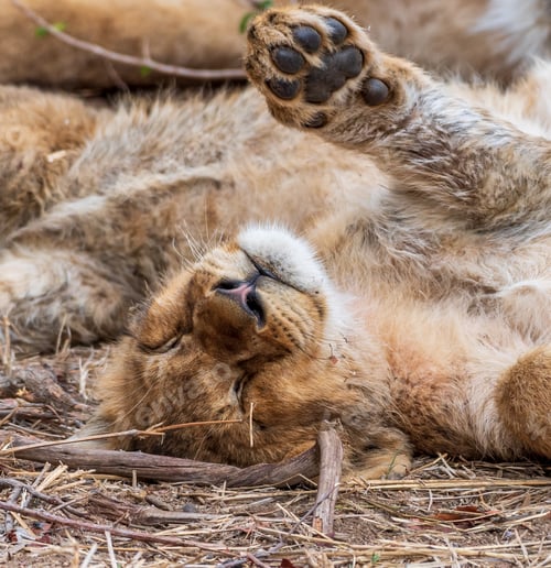 Preview: Lion cub joyfully playing in the dirt on its hind legs