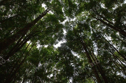 Preview: Tall trees in tropical forest. Bottom view