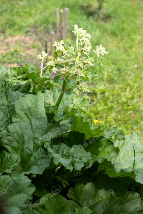 Preview: Growing rhubarb in home garden