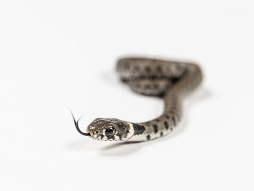 Preview: Grass snake, Natrix natrix, Isolated on white