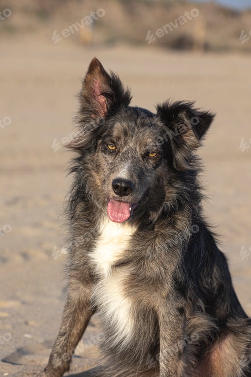 Preview: Border collie dog sitting and panting on a sandy beach