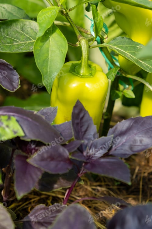 Preview: A lot of green peppers on a bush in a greenhouse.