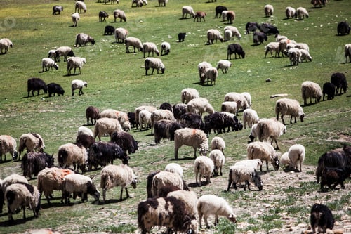 Preview: Flock of sheep grazing